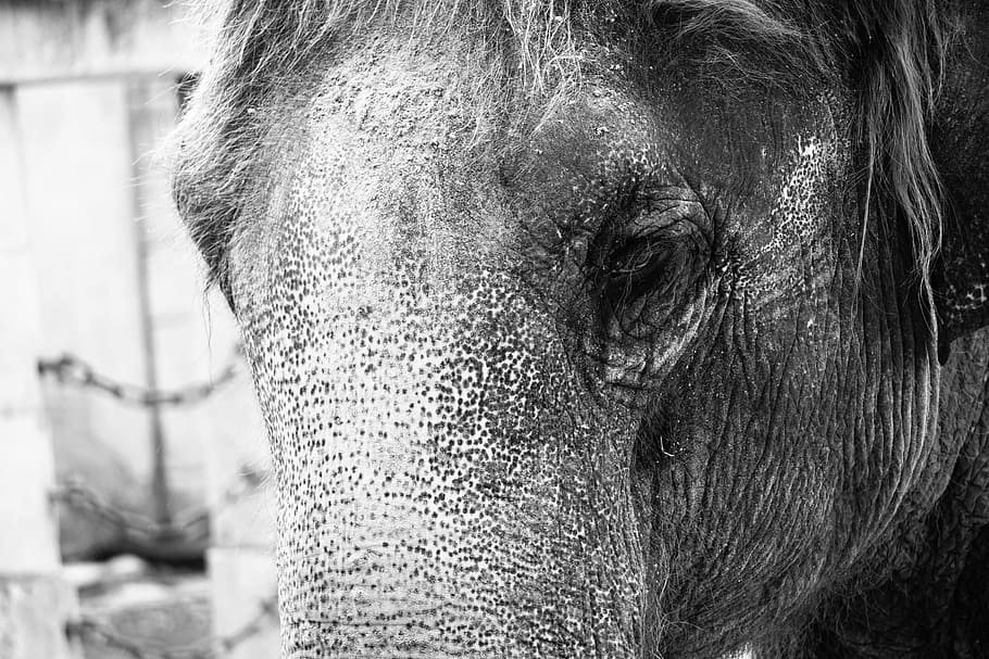 Elephant, Structure, Tusks, Ivory, wrinkled, skin, animals HD wallpaper