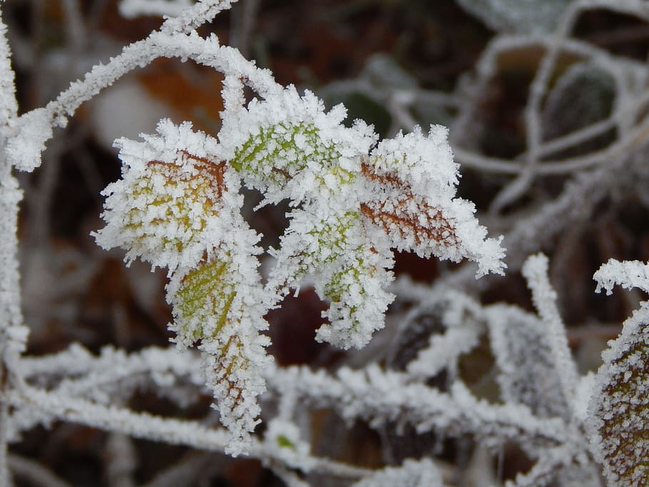 Frozen, Ice, Winter, Iced, eiskristalle, snow, cold temperature HD wallpaper