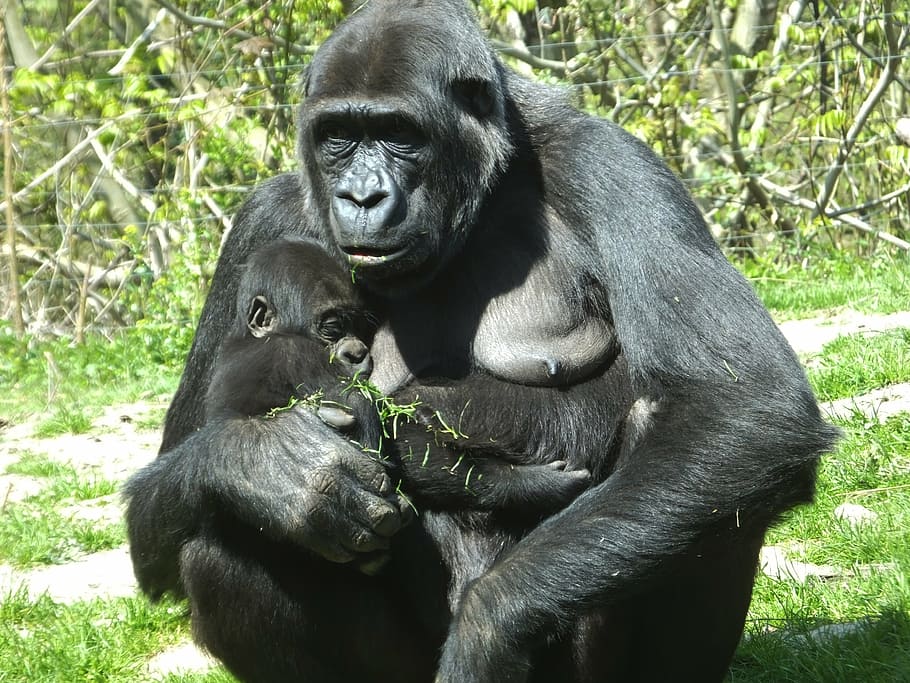 Gorilla and baby on green grass at daytime, ape, monkey, mammal HD wallpaper
