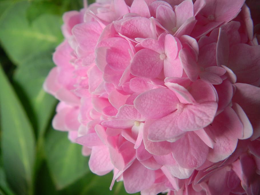 hydrangea, pink, flowers, gerden, nature, flowering plant, beauty in nature HD wallpaper