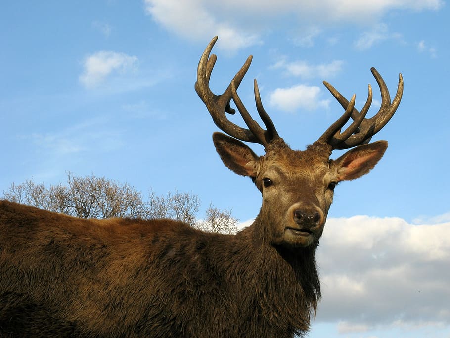 Big Deer Buck with Antlers, animal, mammal, trophy hunting, wildlife, HD wallpaper