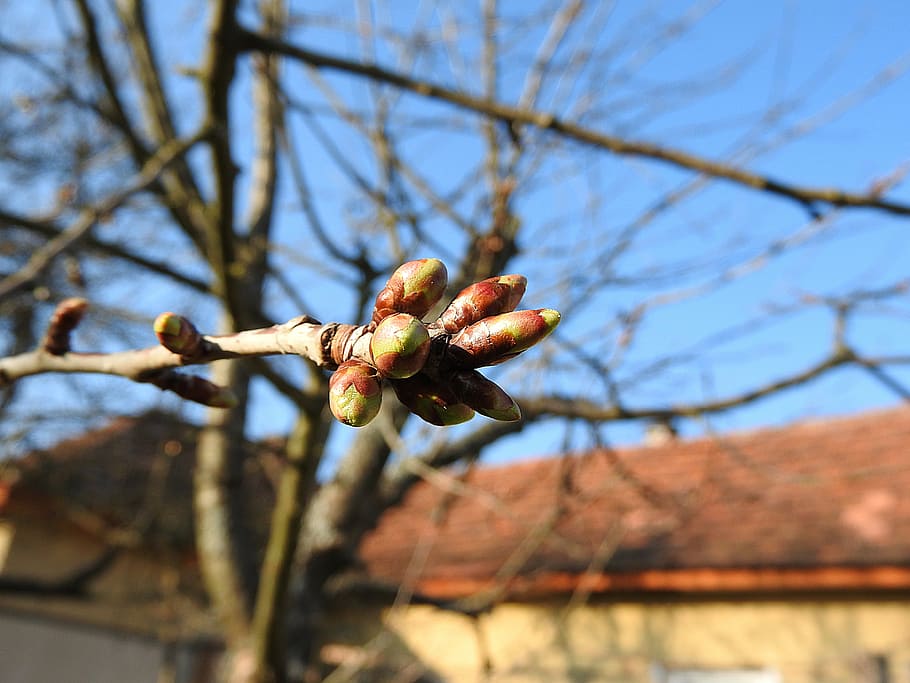 flower buds, cherry buds, spring, leaf buds, plant, branch HD wallpaper