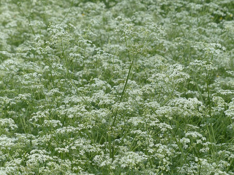 Cow Parsley, Blossom, Bloom, White, meadow, wild temulum, anthriscus sylvestris