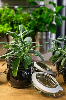 Green plants in glass jars on a table, pot, leaf, food, herb HD wallpaper