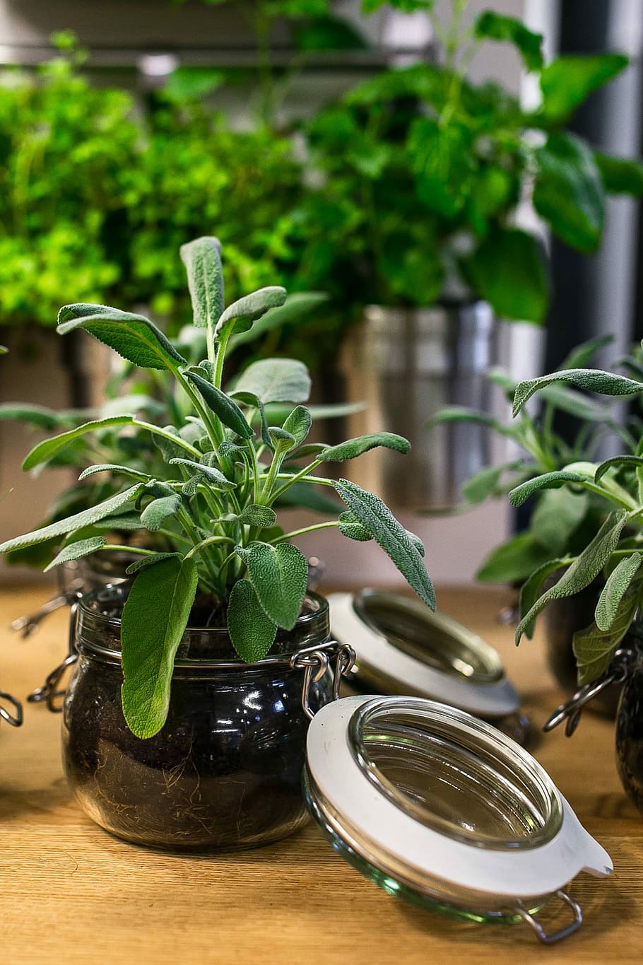 Green plants in glass jars on a table, pot, leaf, food, herb, HD wallpaper