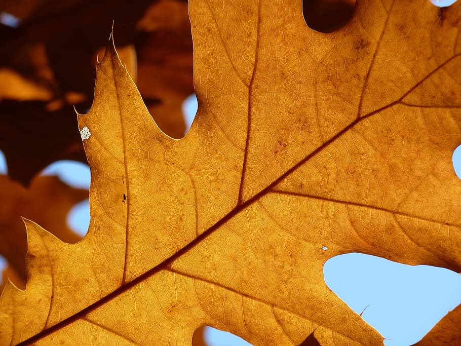 maple, leaf, autumn, back light, structure, veins, tree, maple leaf HD wallpaper