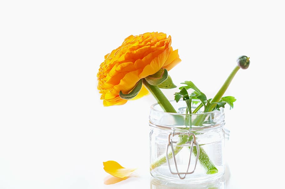 yellow ranunculus flower in clear glass jar, blossom, bloom HD wallpaper