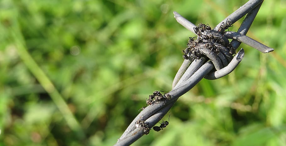insect, macro, ant foragers, wire spikes, colombia, focus on foreground HD wallpaper