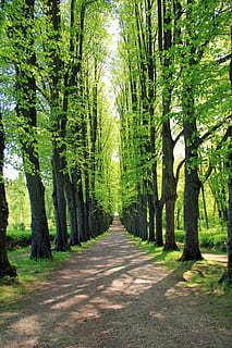 trees on roadside covered with green grass, avenue, away, nature HD wallpaper