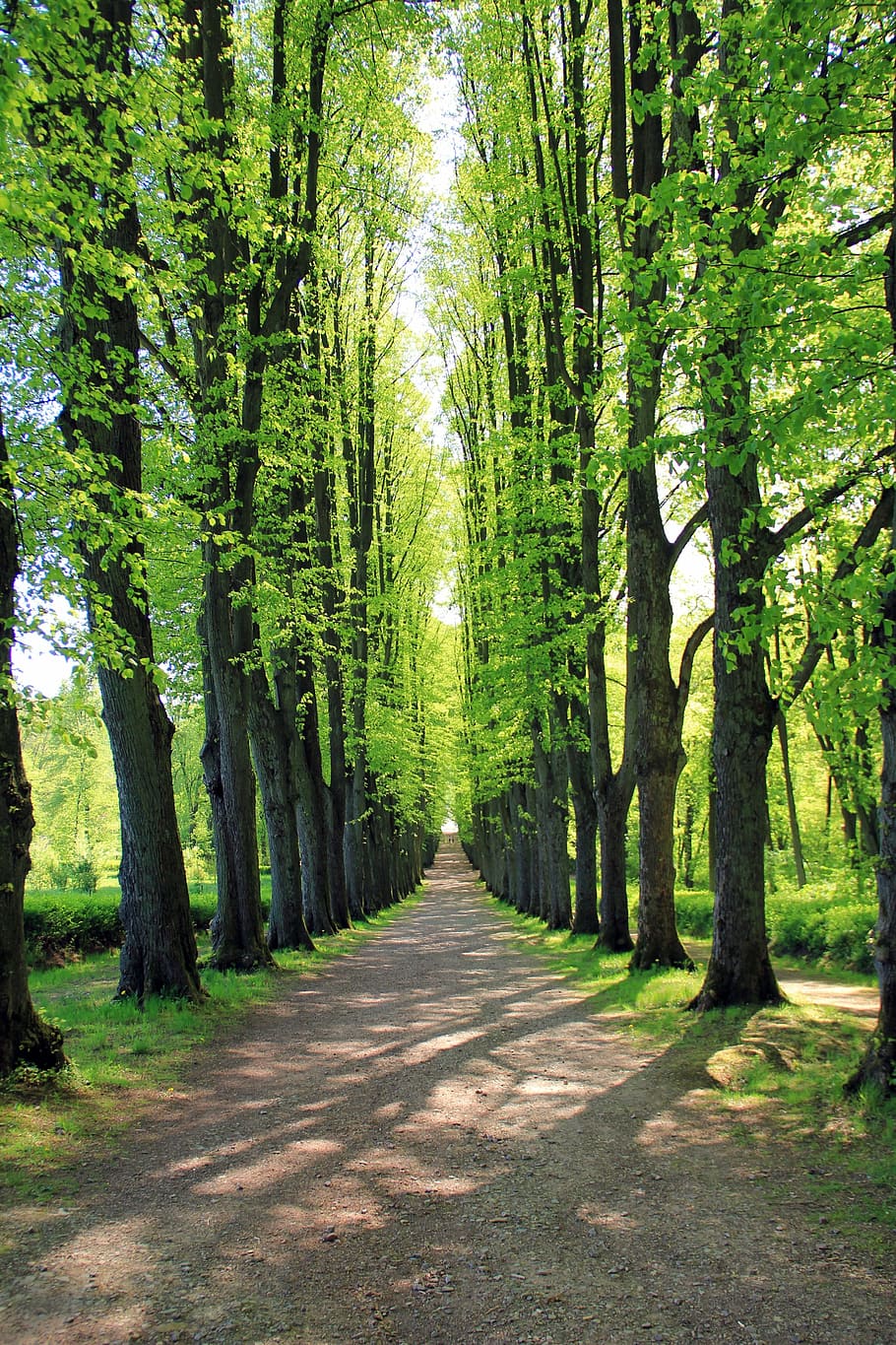 HD wallpaper: trees on roadside covered with green grass, avenue, away ...