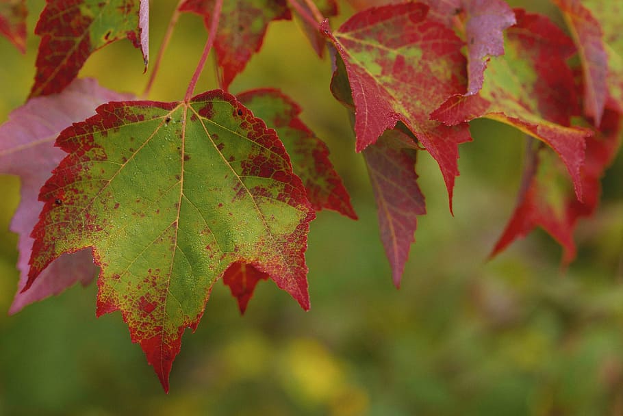 maple, stunning, group, leaves, leaf, landscapes, nature, plant part HD wallpaper