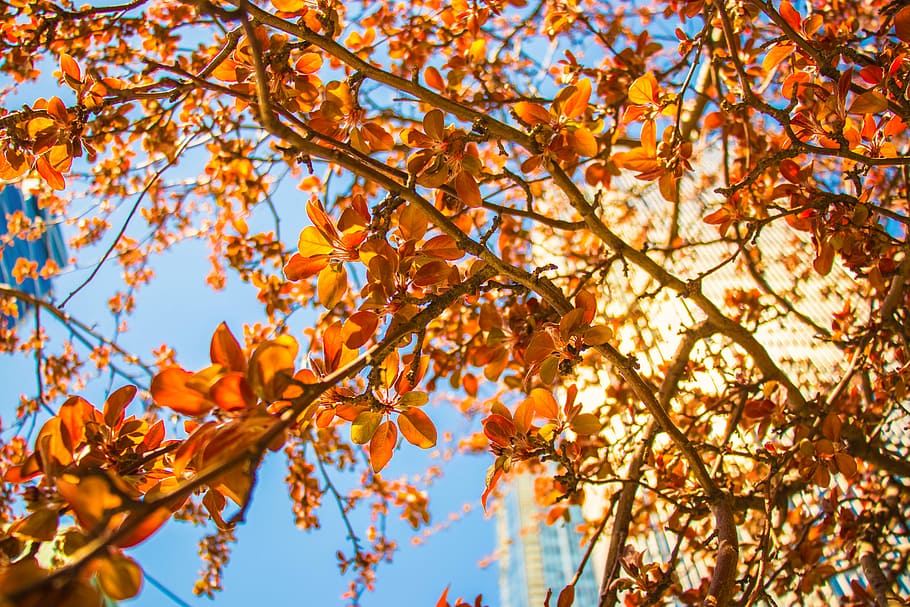 low-angle photography of brown leaf trees, brown flowers under blue sky during daytime HD wallpaper