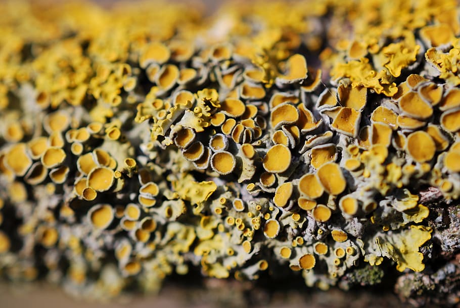 Spring, Lichen, Wood, Bark, Nature, forest, yellow, disk, insect, HD wallpaper