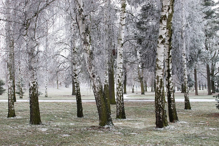 Winter, Frost, Snow, Tree, Birch, park, frostbite, frostbitten twig HD wallpaper