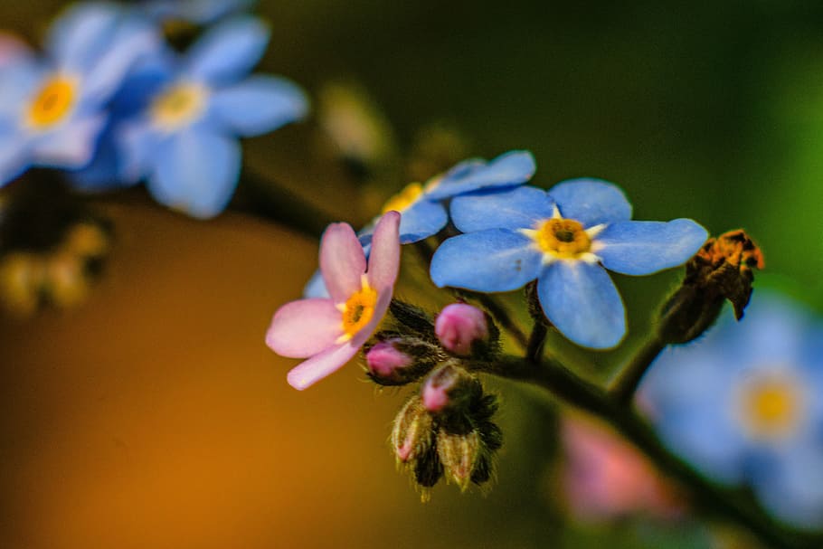 forget, spring, flowers, garden, flora, plant, blooming, nature HD wallpaper