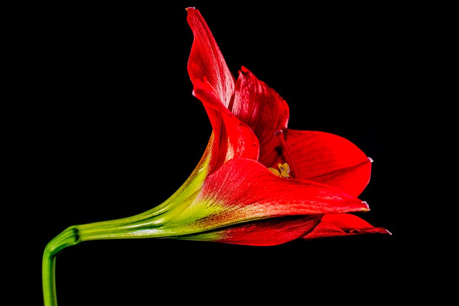 blossom, bloom, flower, red, studio shot, black background HD wallpaper