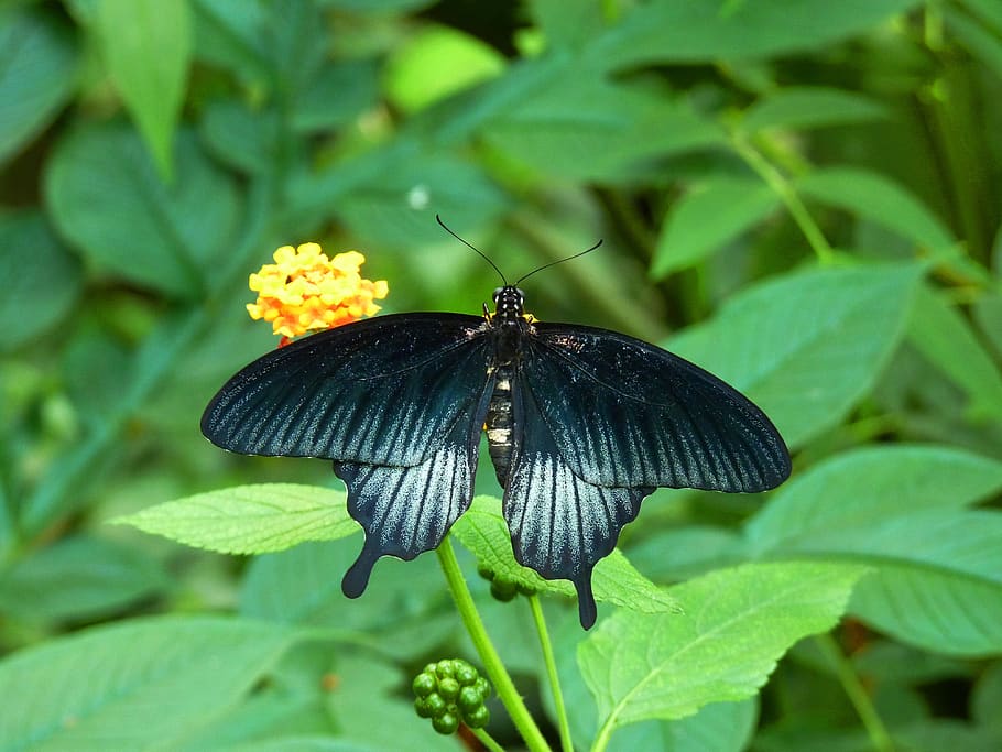 butterfly, bug, flower, insect, animal themes, animal wildlife HD wallpaper