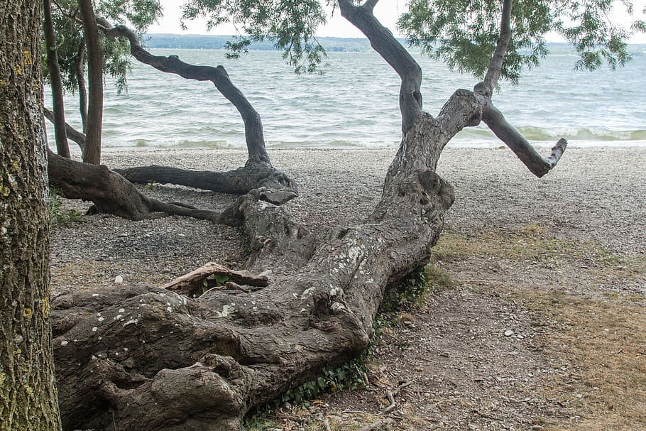 tree, lake, nature, landscape, park, water, tree trunk, plant HD wallpaper