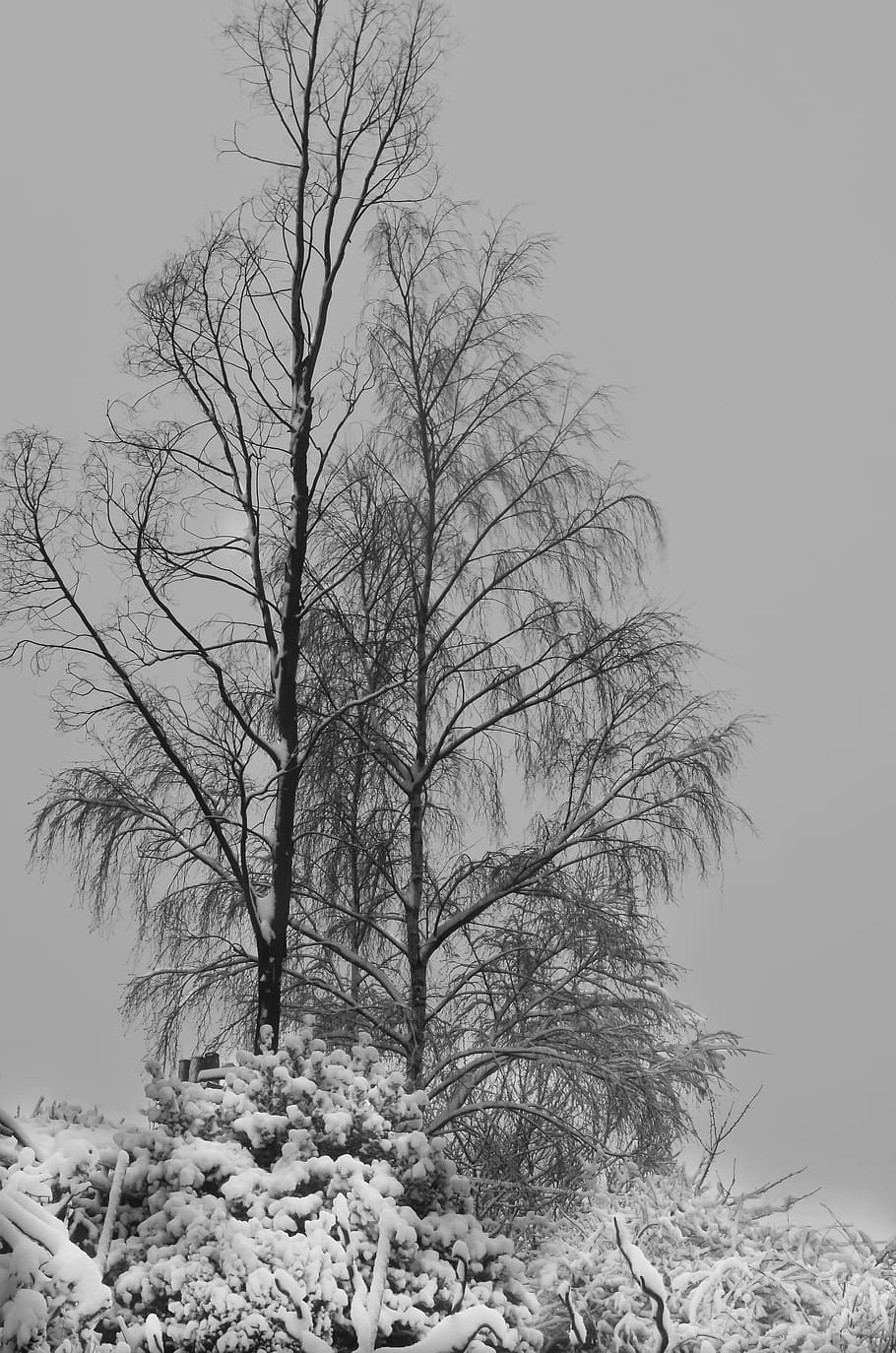 winter, snow, trees, cold, nature, cold temperature, bare tree HD wallpaper