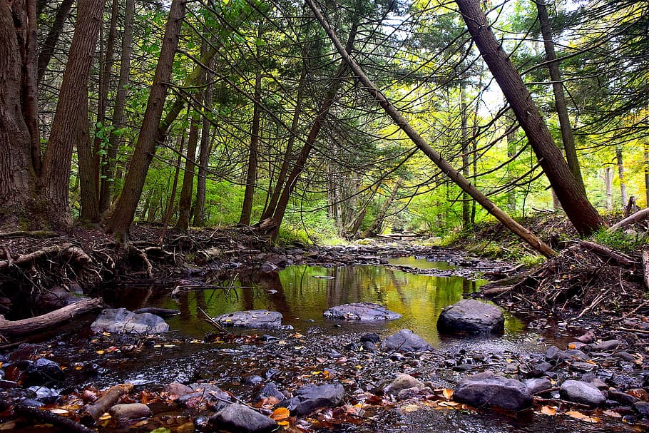 Stream, Forest, Nature, River, Water, mountain, landscape, green HD wallpaper