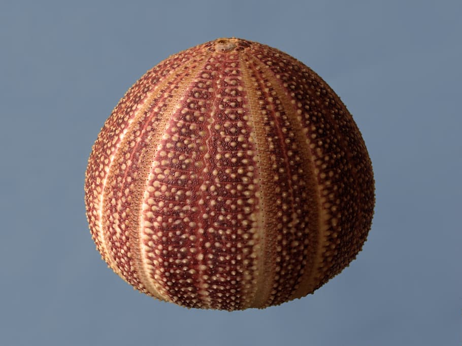 sea -urchin, corona, echinus esculentus, ocean, round, spiny, HD wallpaper