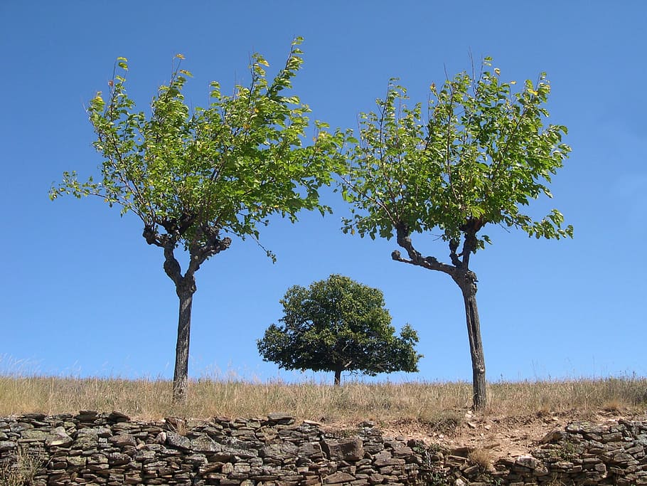 tree, symmetry, ardèche, plant, sky, nature, growth, day, no people HD wallpaper