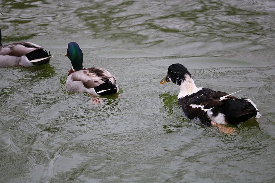 duck, body of water, swimming, birds, lake, reflection, male duck, HD wallpaper