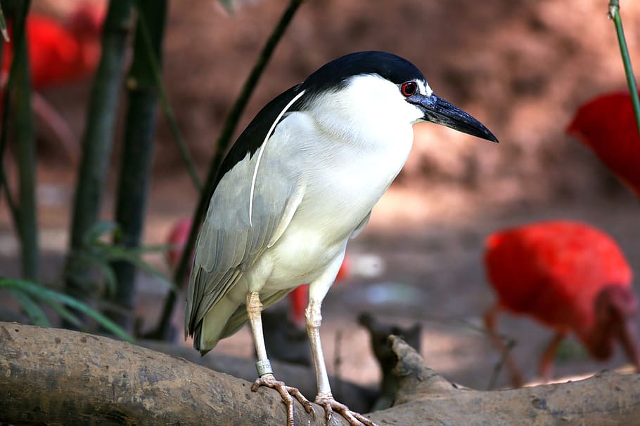 tropical fish and bird