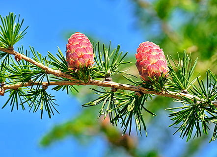 red and yellow pinecones, crop, plant, growth, tree, nature HD wallpaper