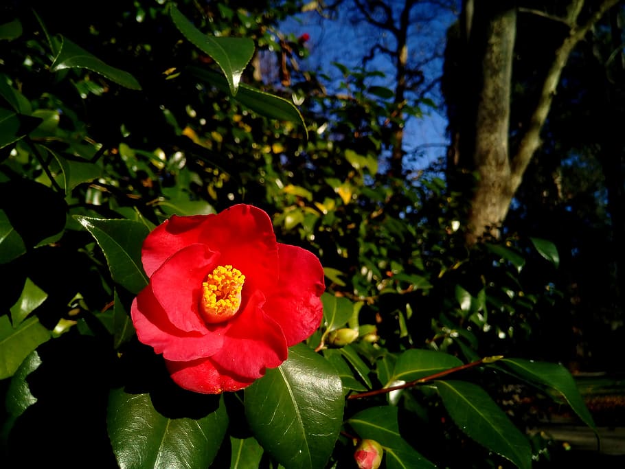 camellia, camellia japonica, shrub, ornamental, flower, flower garden, HD wallpaper