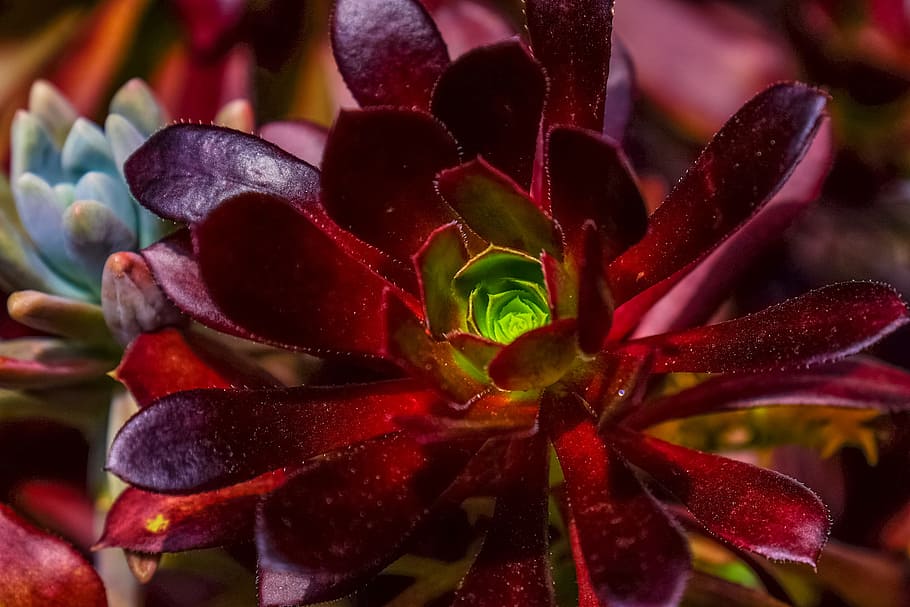 nature, flowers, garden, petals, bloom, blossom, blur, botanical HD wallpaper