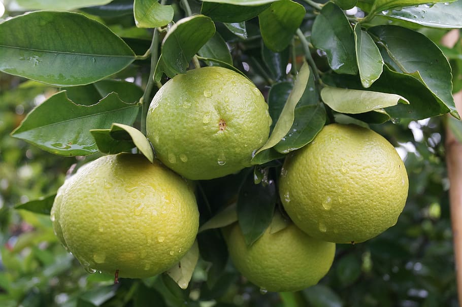 lime, fruit, citrus fruit, green, food, natural, healthy eating HD wallpaper