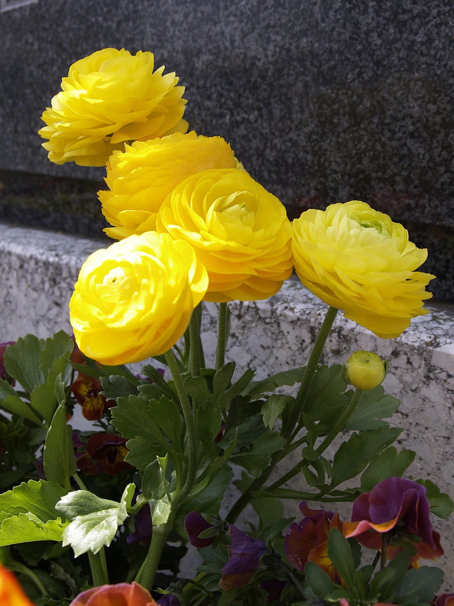 five yellow petaled flowers, Decoration, Cemetery, grave, religion, HD wallpaper