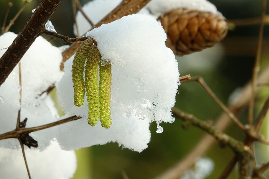 tree, nature, hazelnut, leaf, winter, close up, cold temperature HD wallpaper