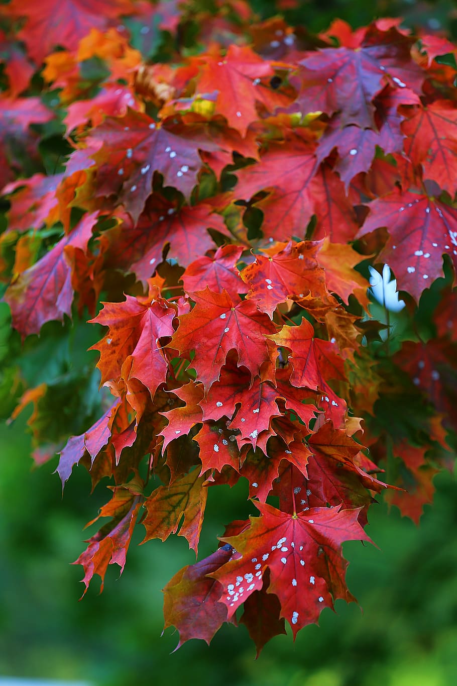 closeup photo red leaf maple leaf trees, leaves, nature, autumn HD wallpaper