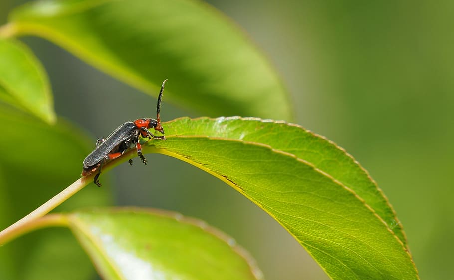 insects, macro, nature, plants, animal themes, animal wildlife HD wallpaper