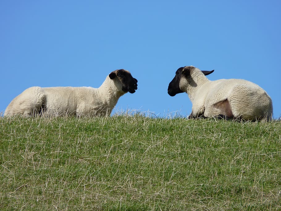 sheep, animals, dike, east frisia, wool, herd animals, group of animals