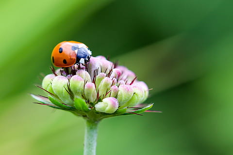 orange ladybug perching on pink flower in selective focus photography HD wallpaper