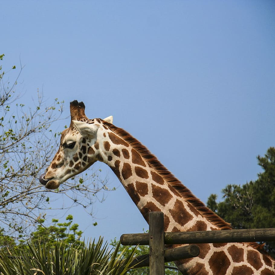 giraffe, language, zoo, neck, africa, parconatura, animals HD wallpaper