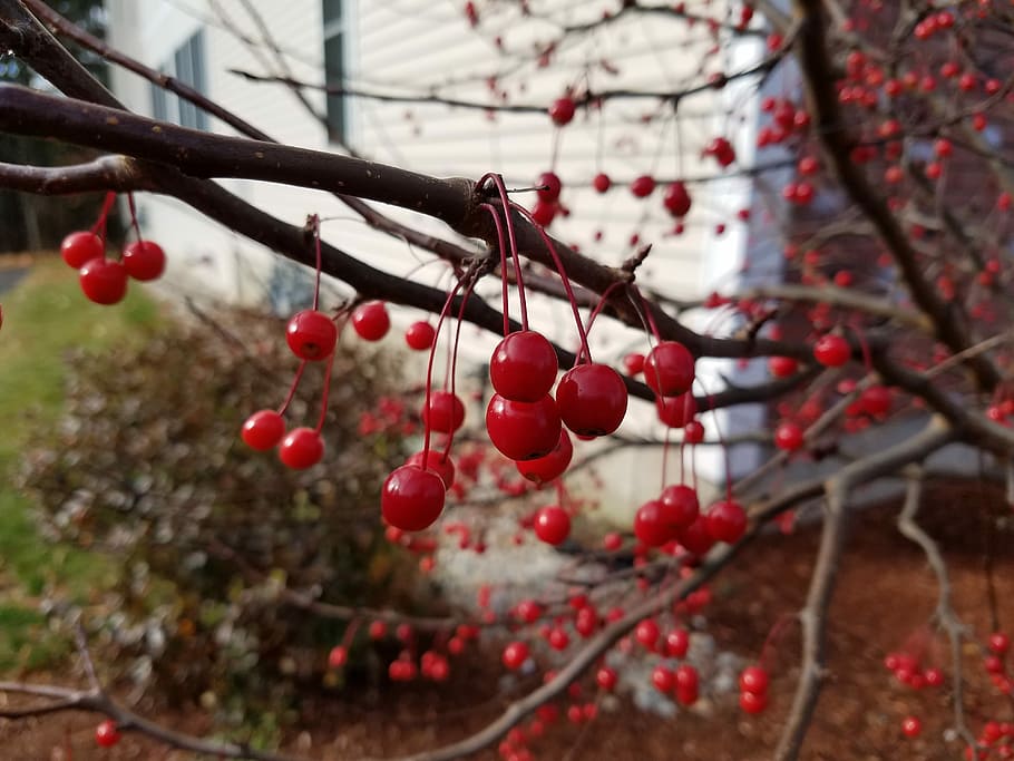 Winter, Berries, red, fruit, tree, branch, food and drink, berry fruit HD wallpaper