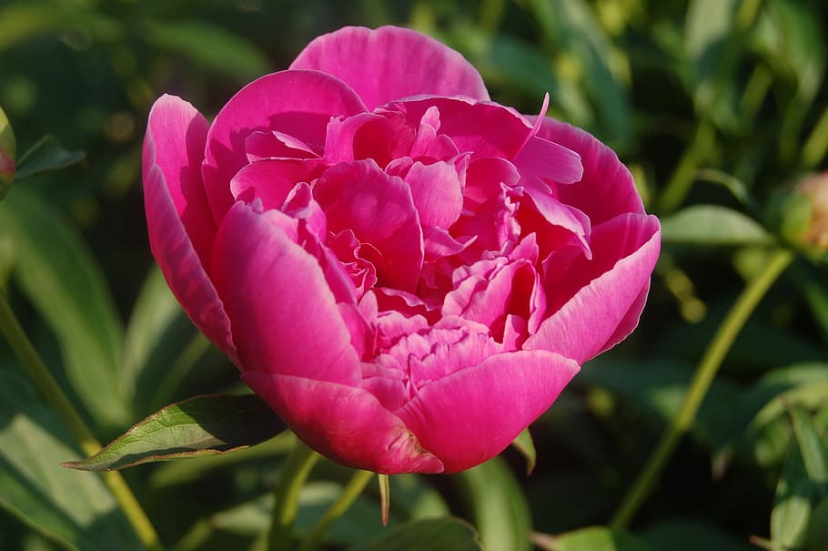 flower, pink flower, flowering plant, beauty in nature, pink color HD wallpaper