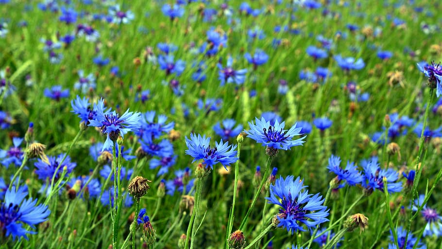 cornflower, blossom, bloom, grain, blue, cereals, summer, plant HD wallpaper
