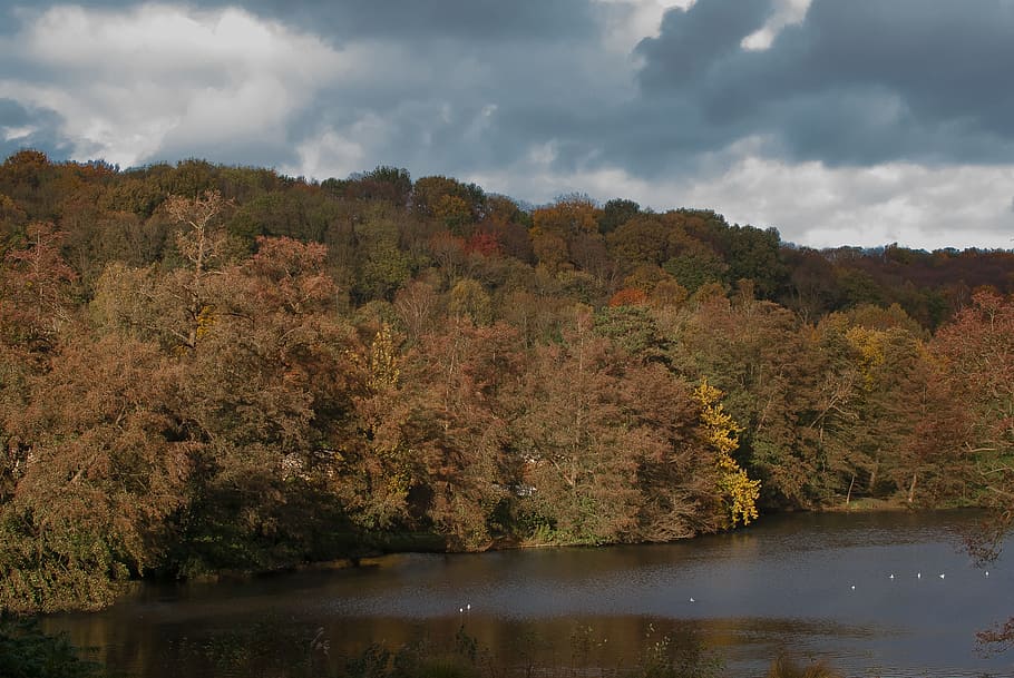 landscape, park, fall, trees, nature, water, plant, cloud - sky HD wallpaper