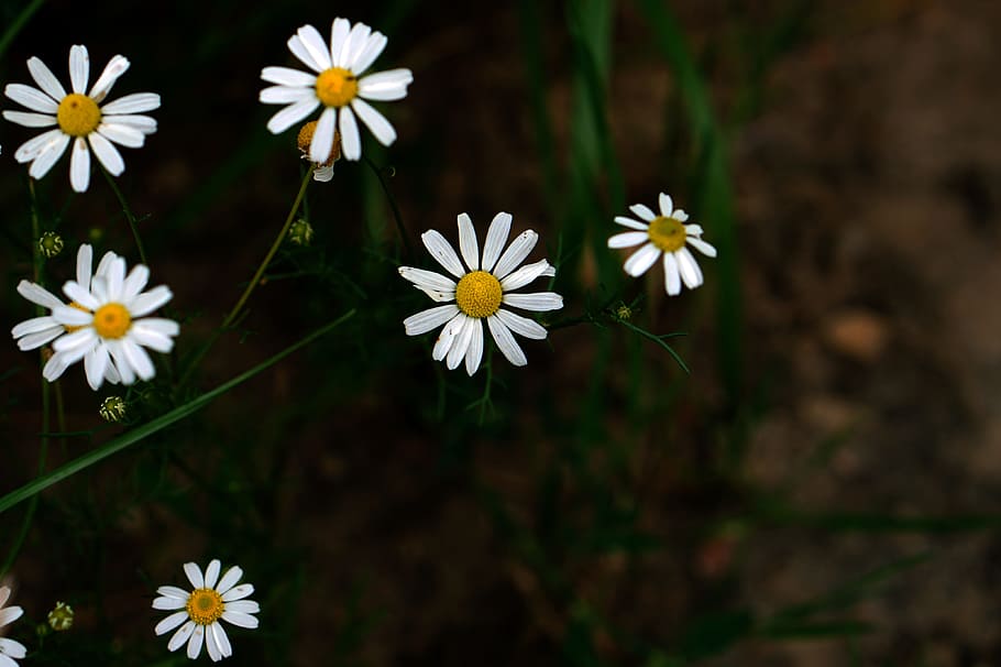 Daisy, White, Grass, Green, Green, Earth, flowers, plant, garden HD wallpaper