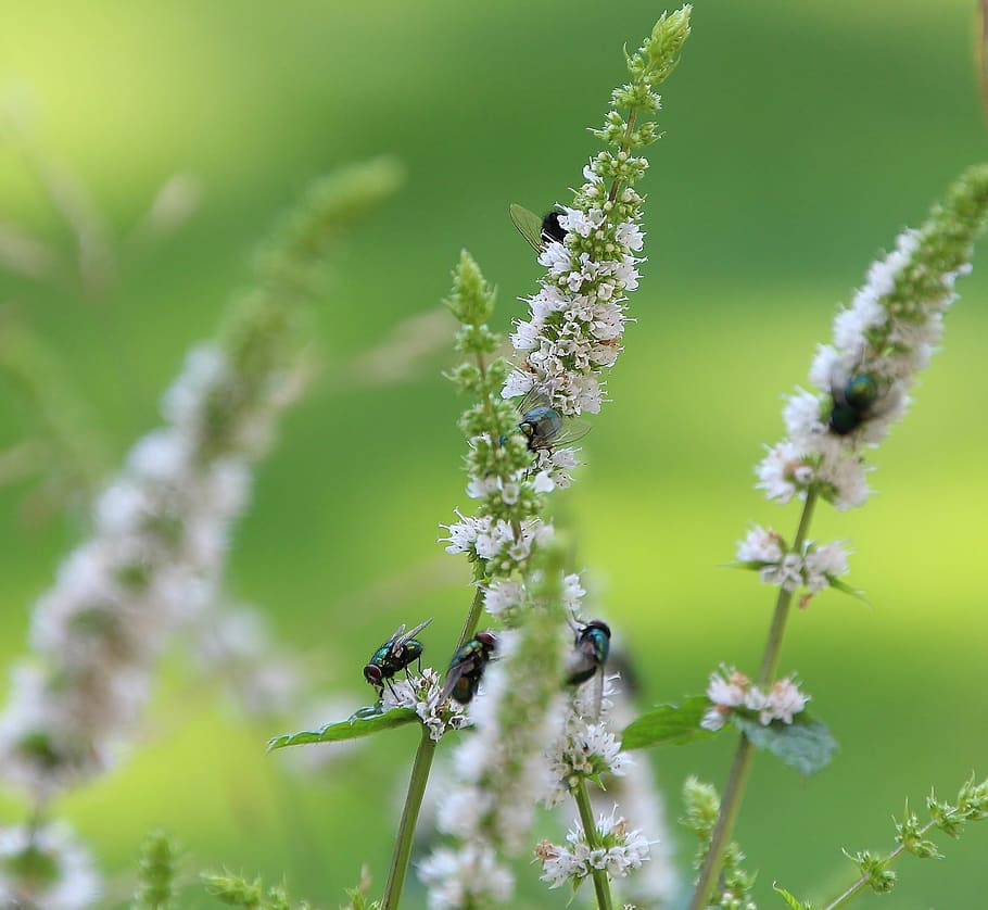 Fly, Insect, Flowers, Nature, Vermin, animals in the wild, animal themes HD wallpaper