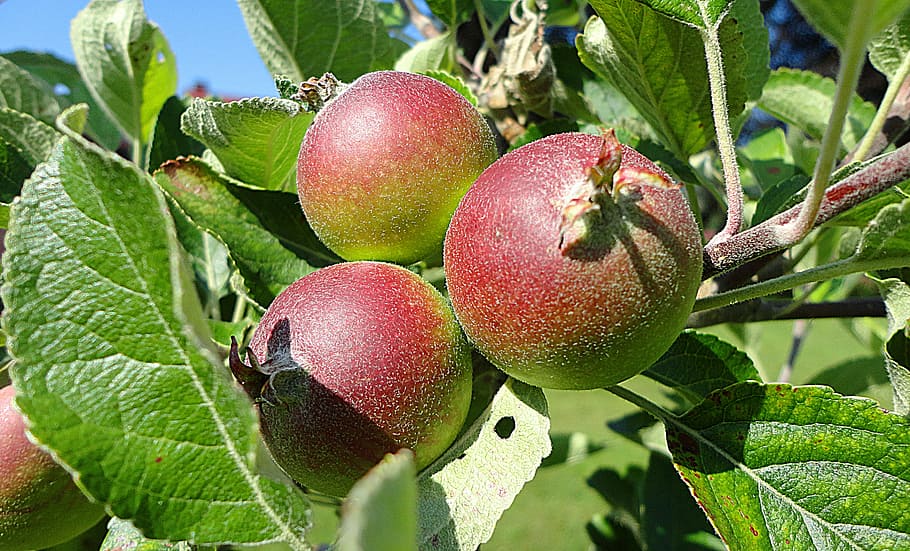 apple, fruit, healthy, plant, nature, food and drink, healthy eating HD wallpaper