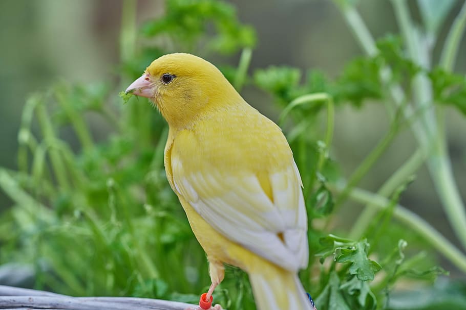 bird, canary bird, eat, treehouse, garden, bird feeder, feeding, HD wallpaper
