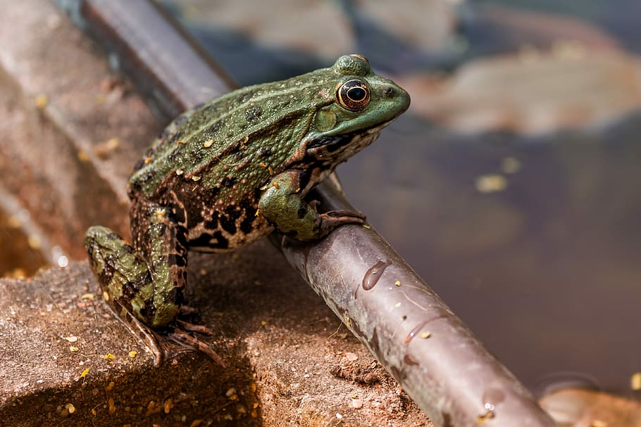 selective focus of green frog on metal bar, nature, close up HD wallpaper