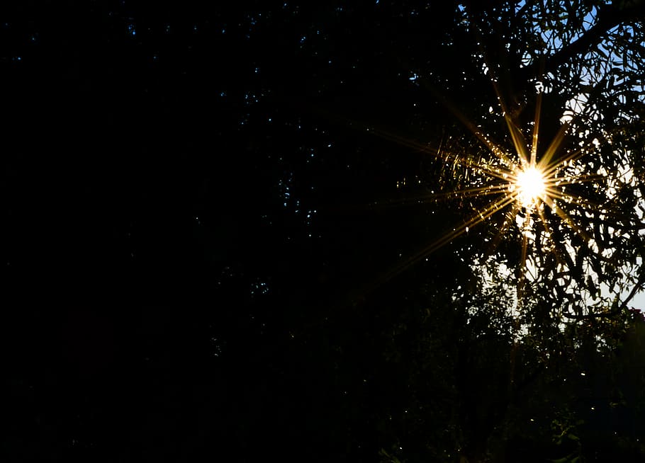 nature, branch, sun, rays, night, illuminated, sky, tree, firework HD wallpaper