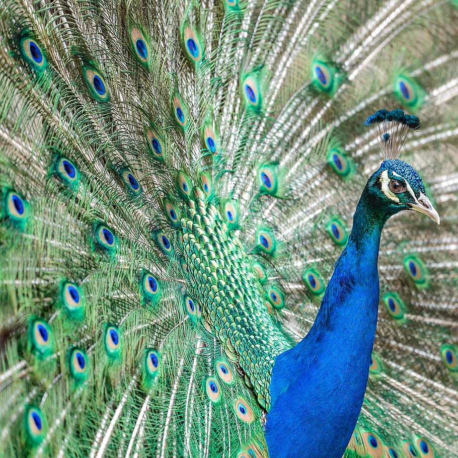 HD wallpaper: bird, peacock, animal, feather, colourful, animal themes ...